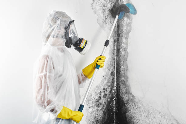 Best Comprehensive Air Testing for Mold Contaminants  in The Hills, NJ