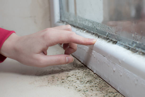 Best Mold Documentation for Insurance Claims  in The Hills, NJ